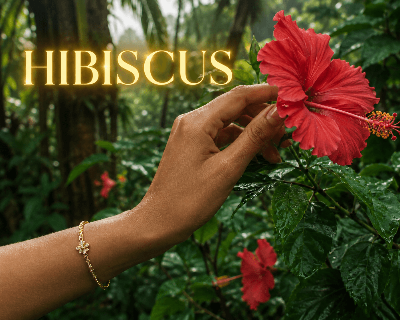 Hibiscus